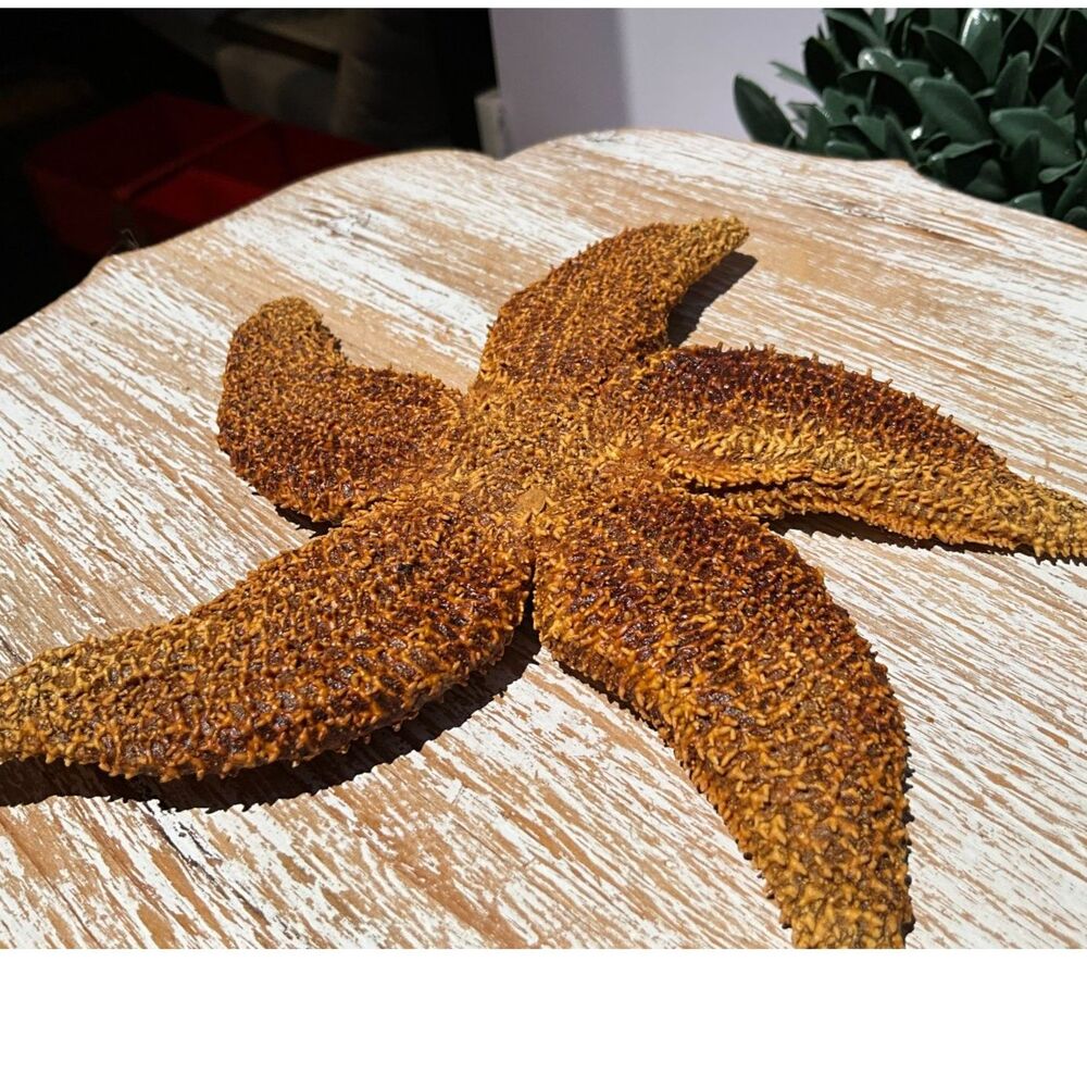Beautiful Sugar Starfish 6" Coastal decor piece NJ estate sale find must see - Picture 2 of 6